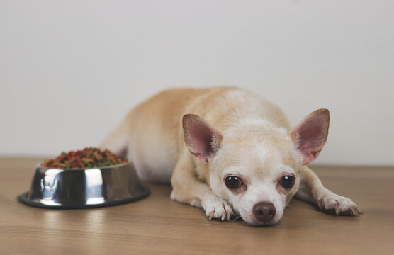 brown Chihuahua dog lying down by the bowl of dog food and ignoring it. Sad or sick chihuahua dot get bored of food. pet's health and pet's behavior.