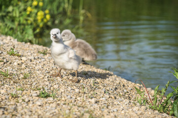 Schwanenküken an Kiesstrand vor Wasserfläche