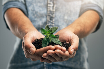 Growth, plant and soil with hands of man for sustainability, future and environment. Earth, hope and support with closeup of male person on studio background for recycling, success and eco friendly