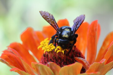bug on flower
