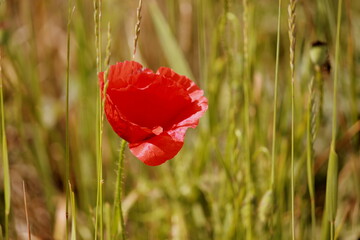 Obraz na płótnie Canvas red poppy in a field