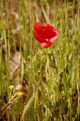 Obraz premium poppy in the field