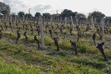 Fototapeta na wymiar spring vineyard in Ovacik (Cesme, Izmir province, Turkiye)