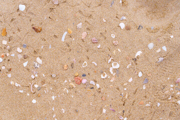Close up sand beach texture with shell in summer background.
