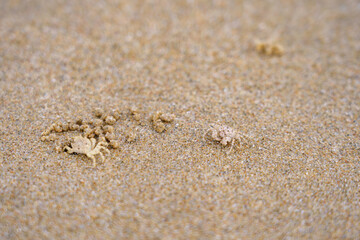 Fototapeta na wymiar Small crab on sand beach. Crab nests sculpture.