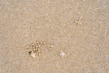 Small crab on sand beach. Crab nests sculpture.