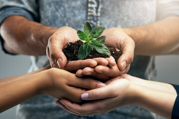 Sustainability, plant and hands with soil for nature as a team to support the environment in...