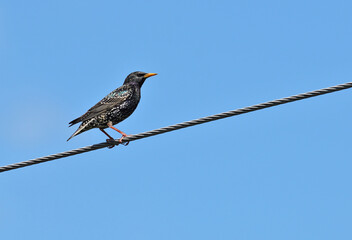 Common Starling at the power wire