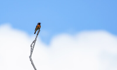 American robin on the power wire 