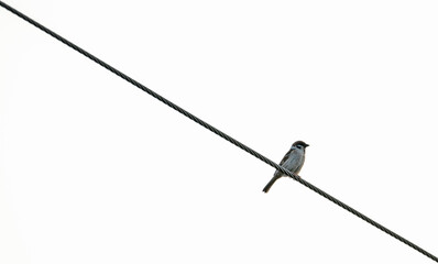 Bird Sparow