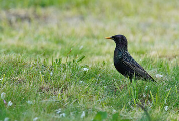 Common Starling at the grass field