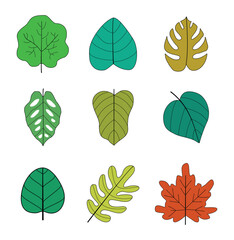 Obraz premium Autumn leaves collection, Isolated on white background, Autumn season botanical graphic elements, Nature decoration, Vector illustration, freehand leaf drawing with outline.