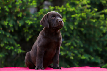 Chocolate puppy labrador retriever on a walk