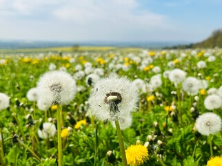 Fototapeta premium dandelions on a meadow