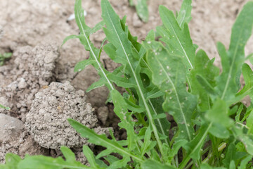 arugula in the garden