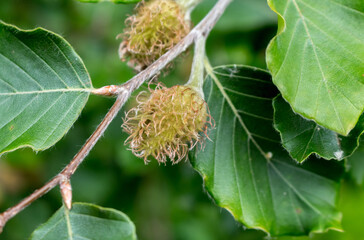 beech nuts