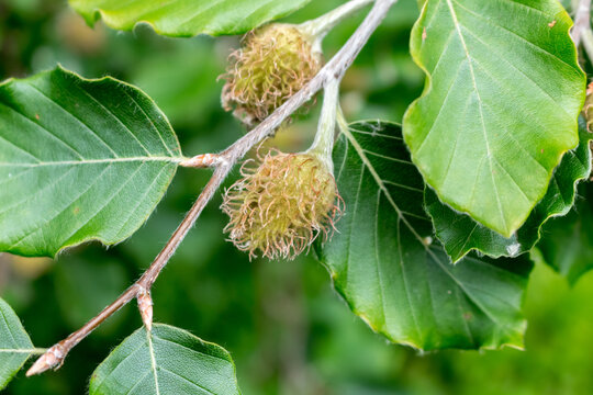beech nuts