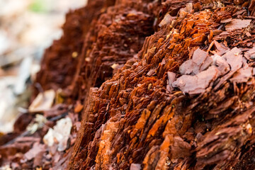 destroyed wood
