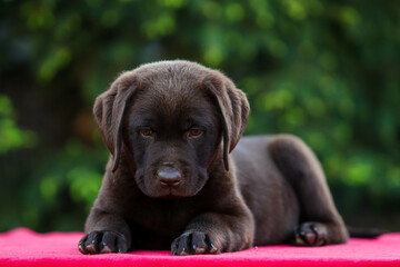 Chocolate puppy labrador retriever on a walk