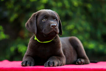 Chocolate puppy labrador retriever on a walk