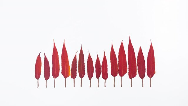 Forest of green trees changes color to yellow and then to red. Minimal concept of the coming of autumn. White background. Stop motion animaton. Copy space.
