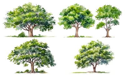 Collection of watercolor green tree isolated on white background. PNGs transparent background. AI Generative. - obrazy, fototapety, plakaty