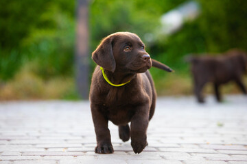 Chocolate puppy labrador retriever on a walk