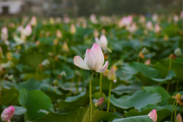 Lotus Flower farming plants in India, Nelumbo Nucifera, also known as sacred lotus, Laxmi lotus, Indian lotus,
