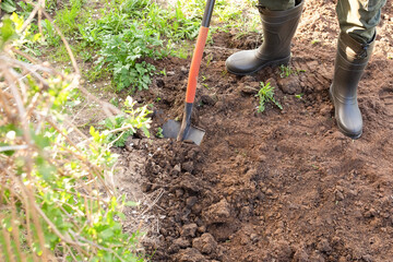 The gardener is digging in the garden. Soil preparation for planting in spring. Gardening. gardener's feet in boots next to a shovel