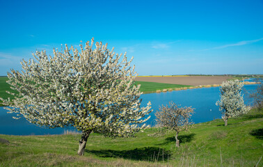 Fototapeta na wymiar White flowering trees on a meadow