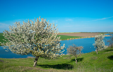Naklejka premium White flowering trees on a meadow