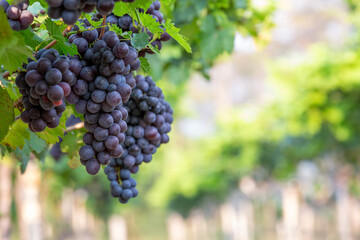 Grape harvest, Vineyards at sunset in autumn harvest ripe grapes in fall, Vineyard with ripe grapes...