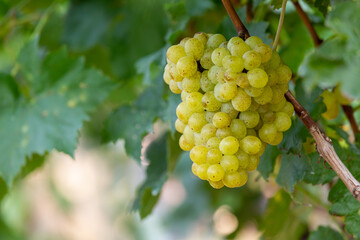 Grape harvest, Vineyards at sunset in autumn harvest ripe grapes in fall, Vineyard with ripe grapes in countryside at sunset, Nature background with Vineyard in autumn harvest. Ripe grapes in fall.