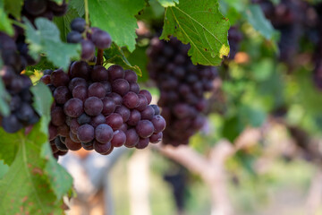 Grape harvest, Vineyards at sunset in autumn harvest ripe grapes in fall, Vineyard with ripe grapes in countryside at sunset, Nature background with Vineyard in autumn harvest. Ripe grapes in fall.
