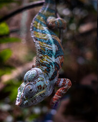 Chameleon