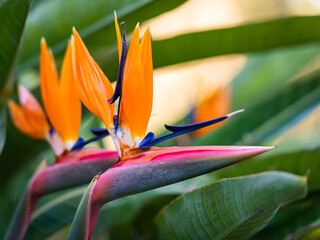 Exotic tropical flower Strelizia Reginae also named Bird of Paradise