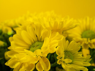 Bouquet of yellow daisies on a yellow background. Yellow flowers.