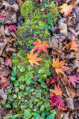 大沼国定公園の紅葉