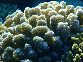 Stony coral rasp coral, or cauliflower coral, knob-horned coral (Pocillopora verrucosa) close-up...