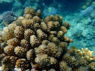 Naklejka na ściany i meble Stony coral rasp coral, or cauliflower coral, knob-horned coral (Pocillopora verrucosa) close-up undersea, Red Sea, Egypt, Sharm El Sheikh, Nabq Bay 