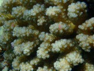 Stony coral rasp coral, or cauliflower coral, knob-horned coral (Pocillopora verrucosa) close-up undersea, Red Sea, Egypt, Sharm El Sheikh, Nabq Bay
