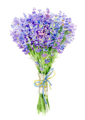 Lavender bouquet  isolated on white background, aromatic lavandula plants.