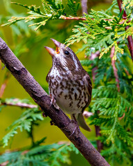 Rose-breasted Grosbeak Image and Photo. Female close-up perched on a branch with open beak with blur cedar background in its environment. Cardinal Family.