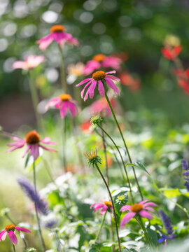 Echinacea blooms in an image filled with sunshine and beautiful bokeh in the background.