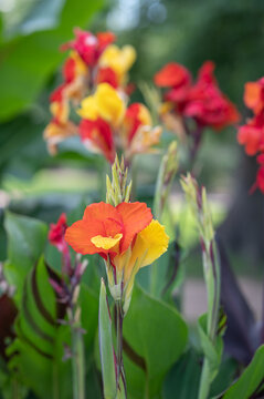 The vibrant colors of canna lily blossoms on a morning in springtime.