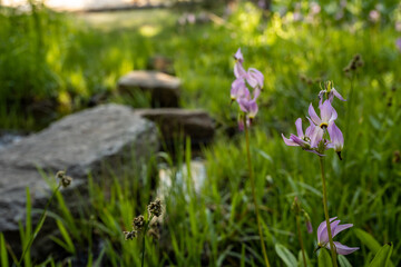 Obraz premium Alpine Shooting Star Wildflowers in Yosemite Meadow