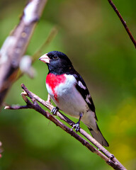 Rose-breasted Grosbeak Image and Photo.  Male close-up view perched on a branch with green background in its environment. Cardinal Family.