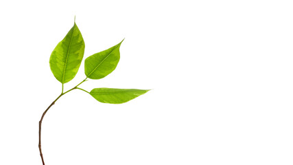Green leaves. Branch of green leaves isolated on a white