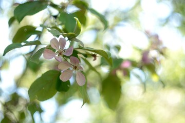 Spring flowering fruit trees, Apple trees
