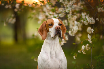 english pointer dog portrait by a blooming tree at sunset